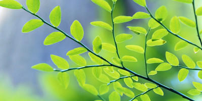 Green leaves